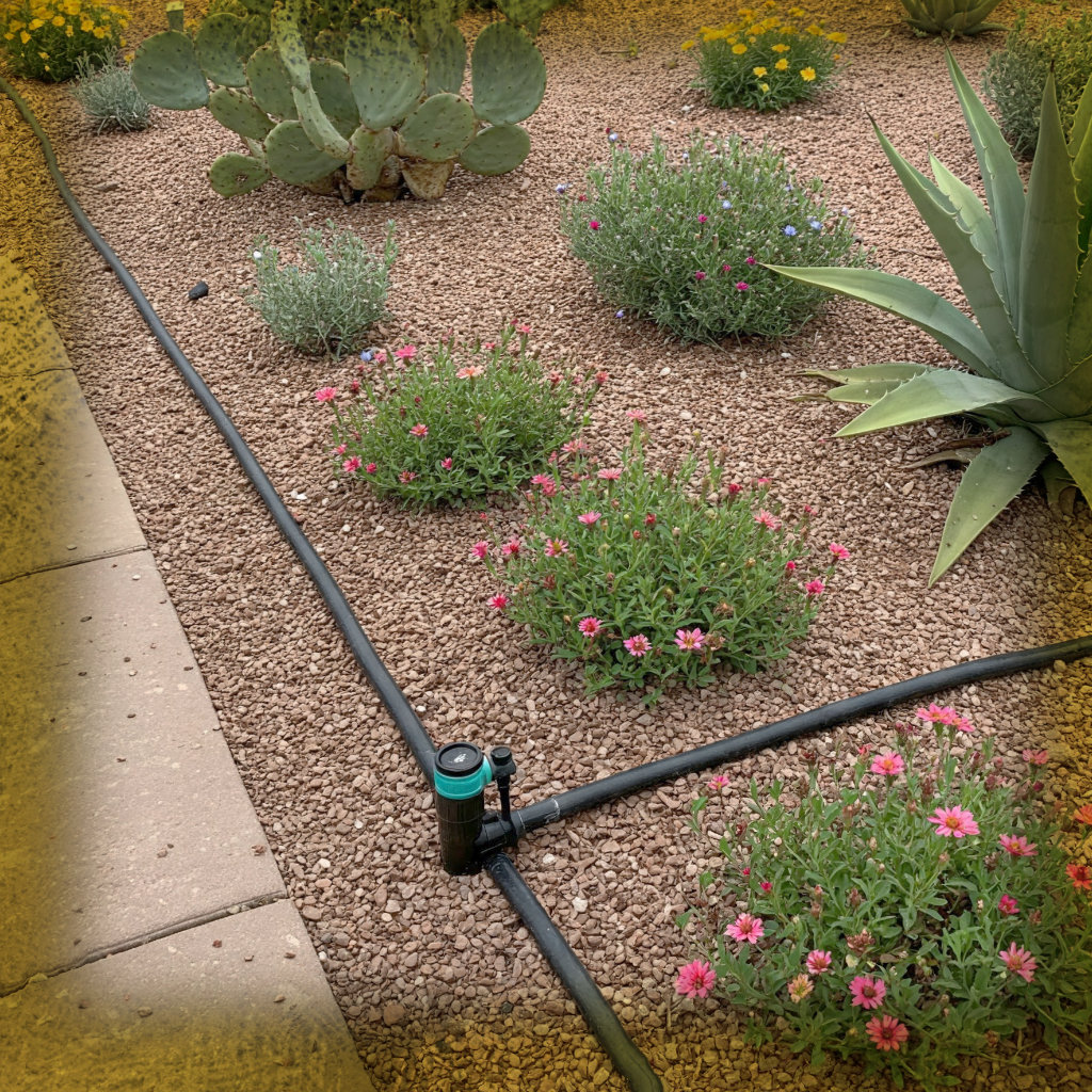 Desert Gardens: Irrigation Made Easy