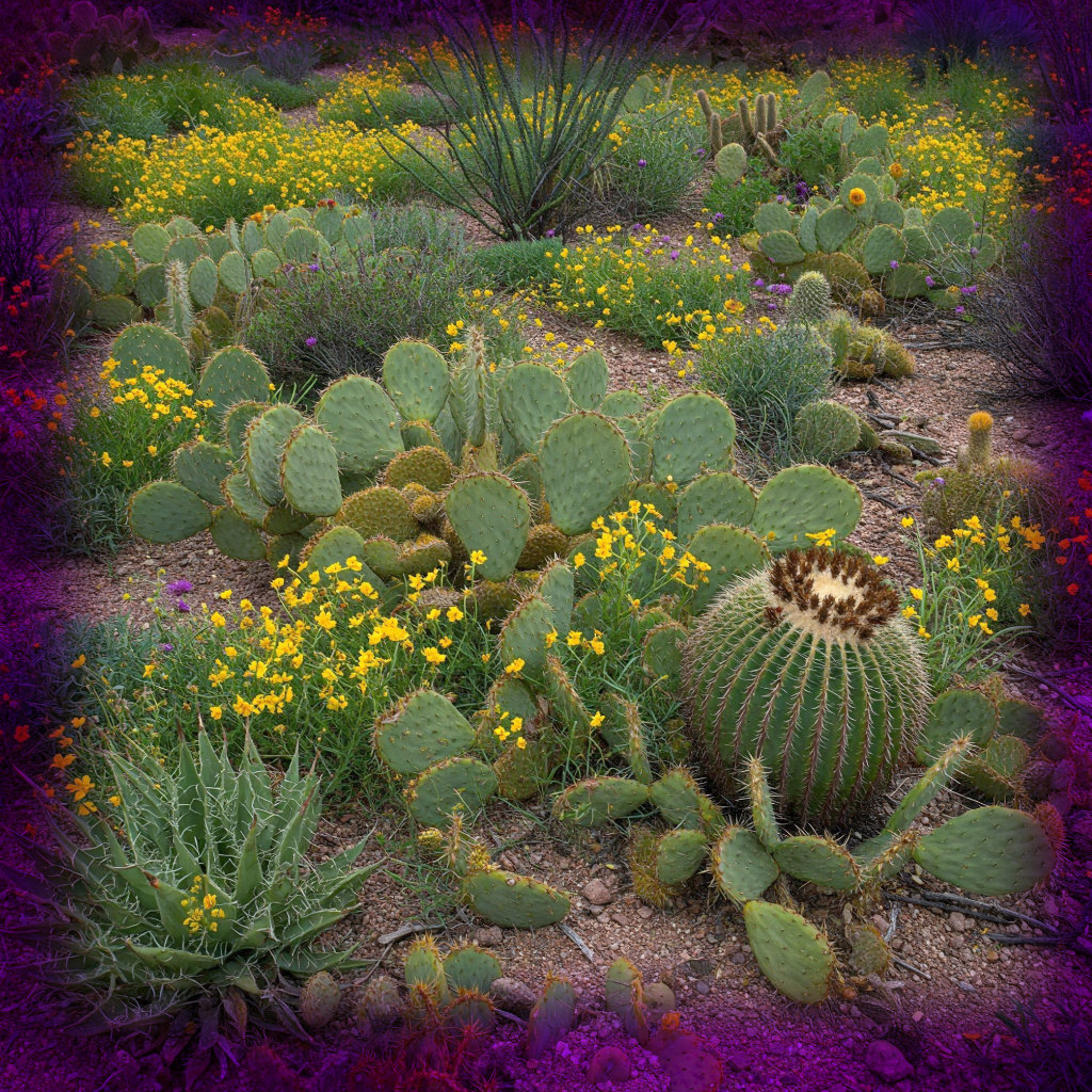Native Plant Success: See the Amazing Restoration